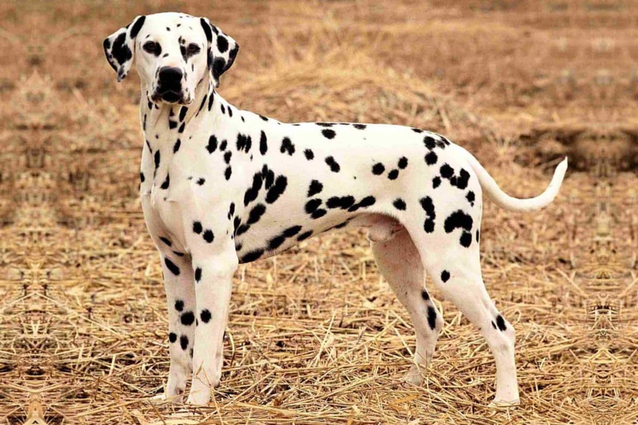 Dálmata