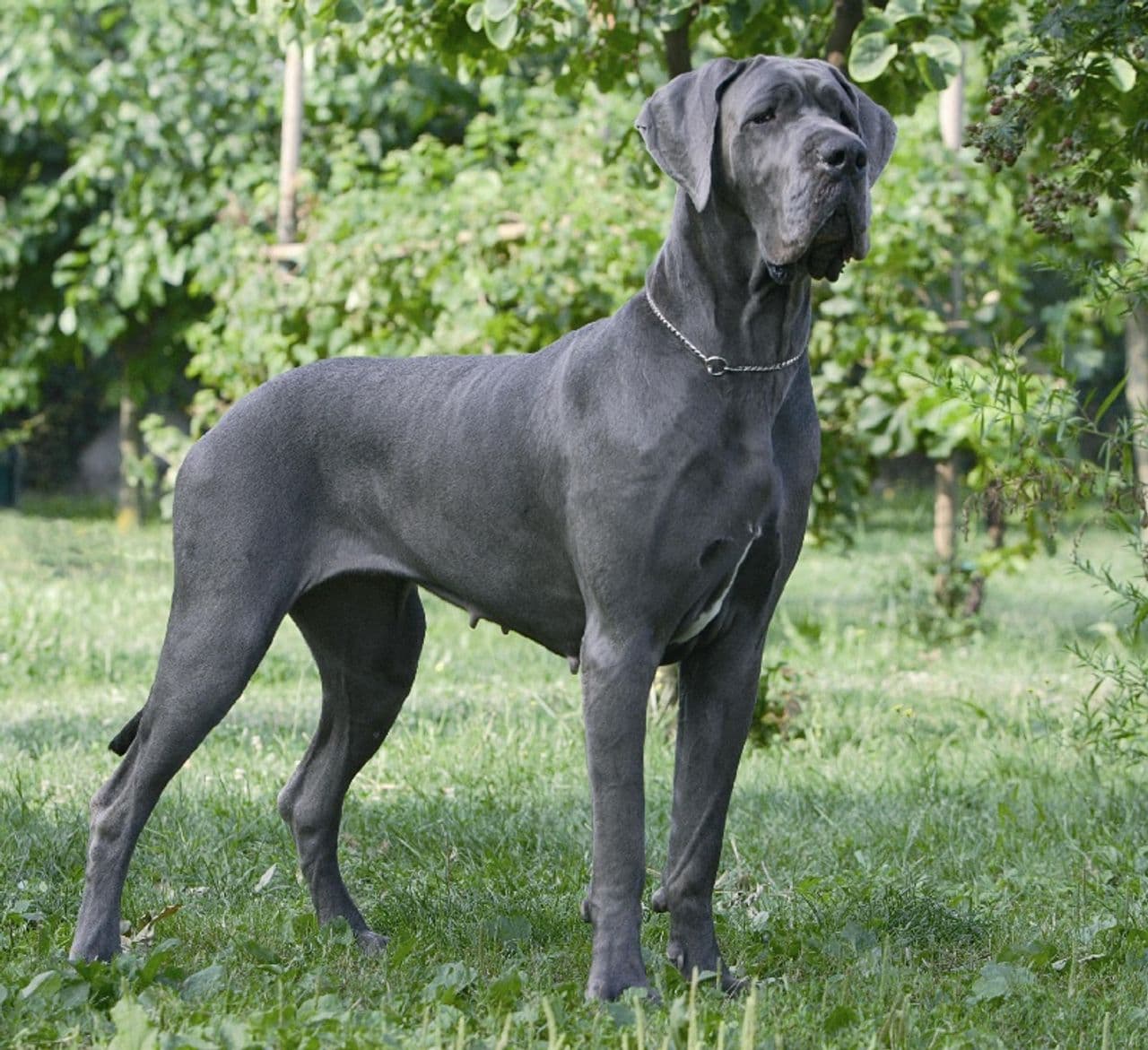 Dogue Alemão