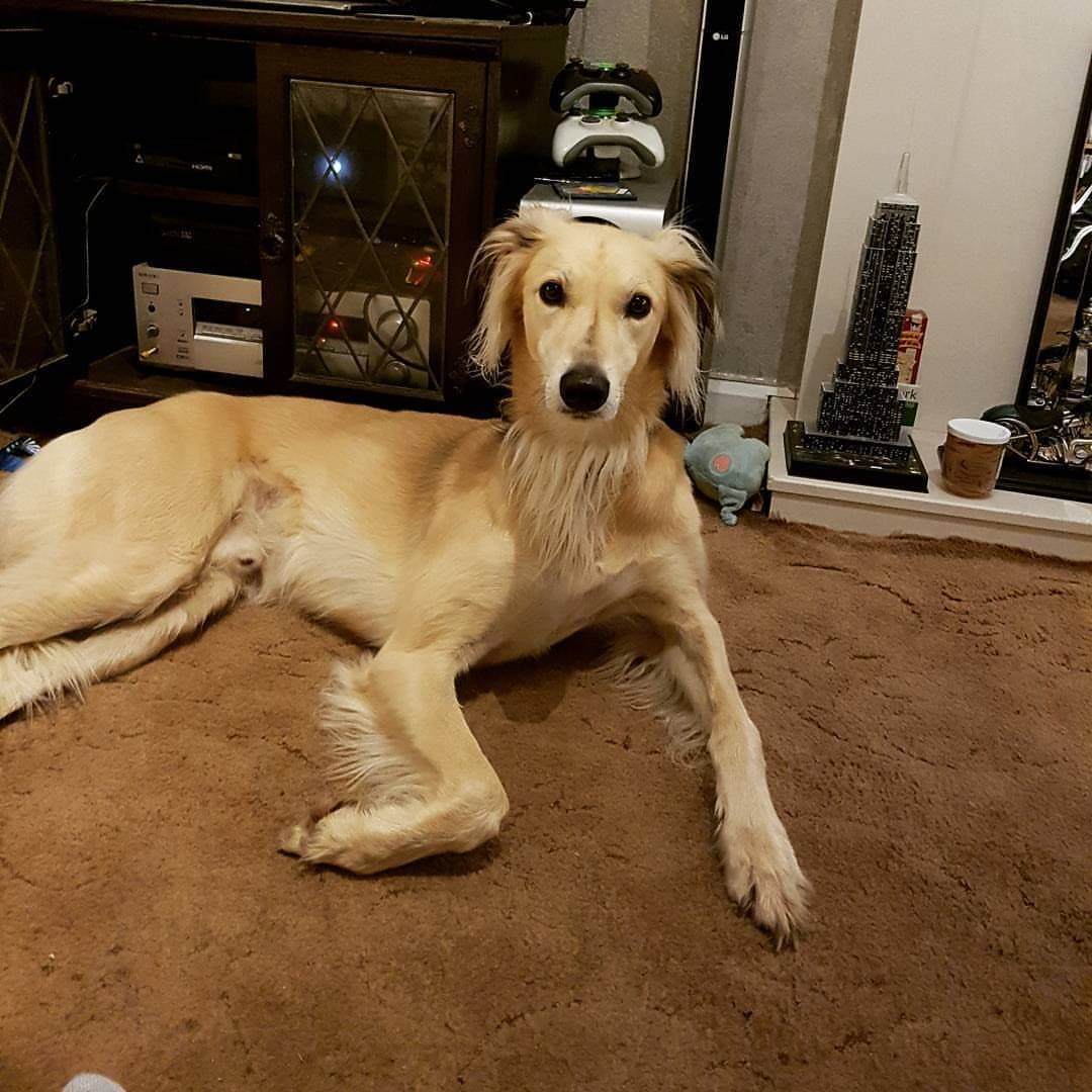 Saluki